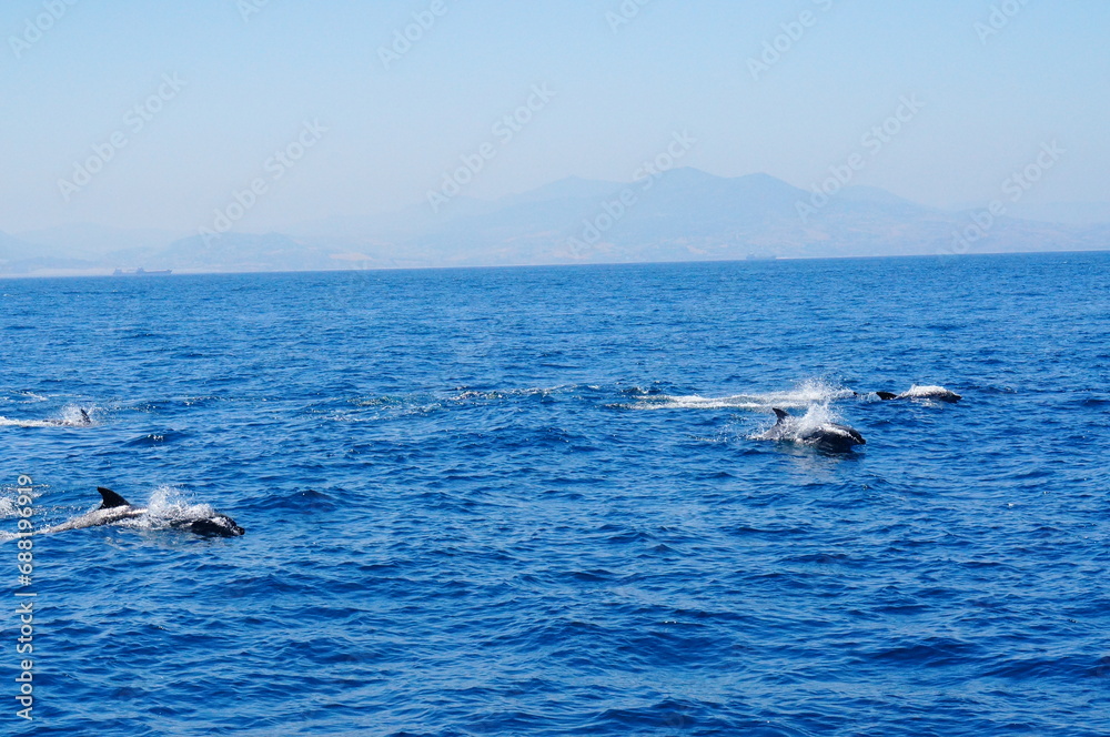 dolphin jumping out of water