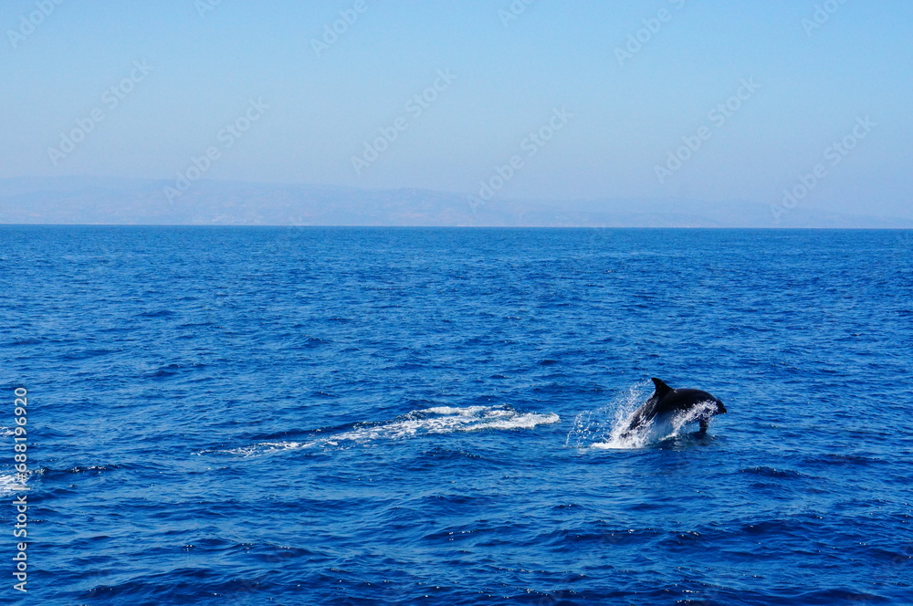 Obraz premium dolphin jumping out of water