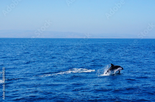 dolphin jumping out of water