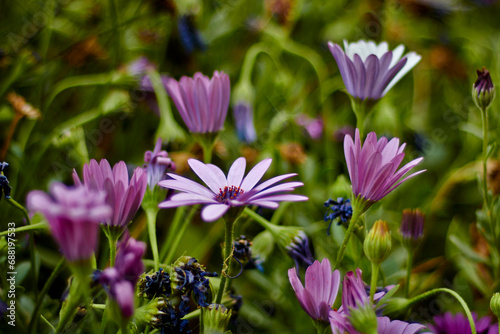 La margarita  es una planta herb  cea de la familia de las aster  ceas muy utilizada a efectos decorativos mezclada con el c  sped  por sus colores y su resistencia a la siega