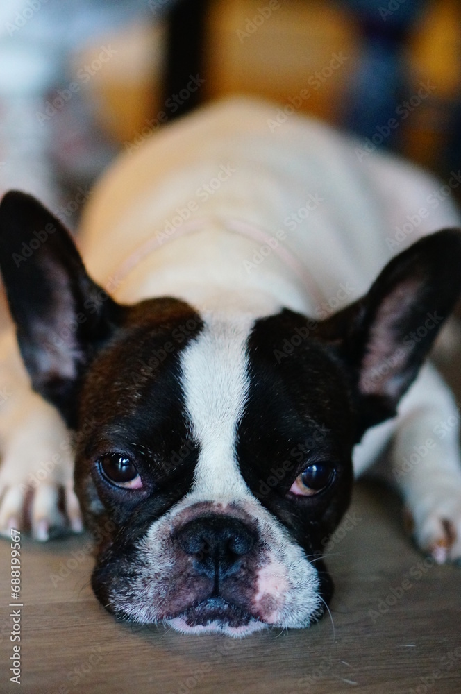french bulldog puppy french bulldog puppy