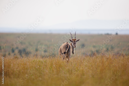 Quadro su tela Portrait of an Eland in the open savannah of Masai Mara, Kenya