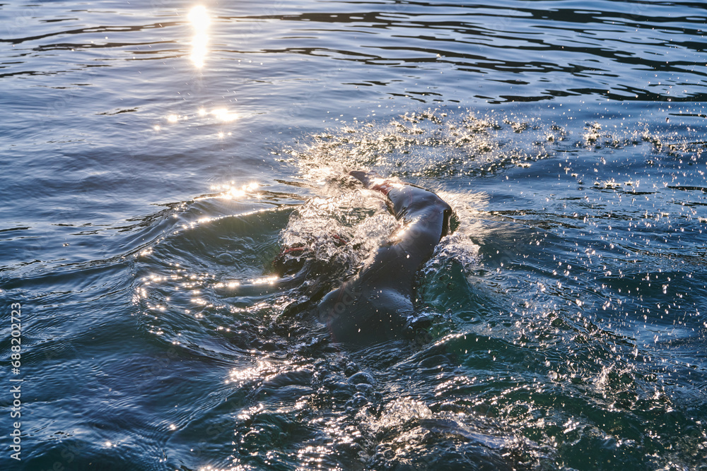 Obraz premium Triathlon athlete swimming on lake in sunrise wearing wetsuit