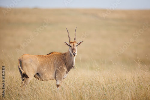 Portrait of an Eland in the open savannah of Masai Mara, Kenya. The eland is looking straight into the camera photo