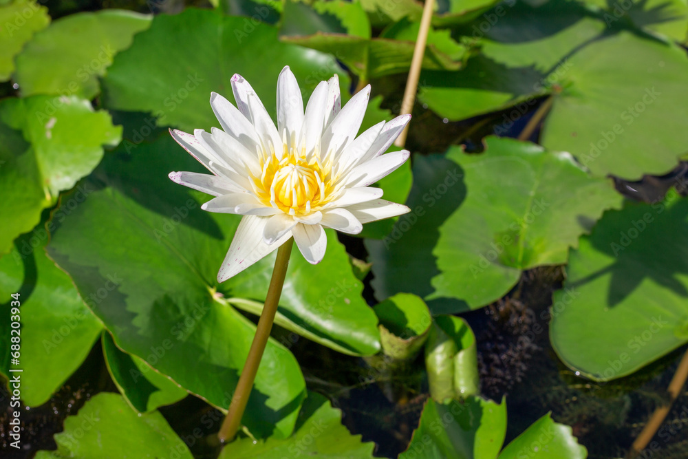 White lotus flower with green leaves on a pond White lotus flower with green leaves on a pond
