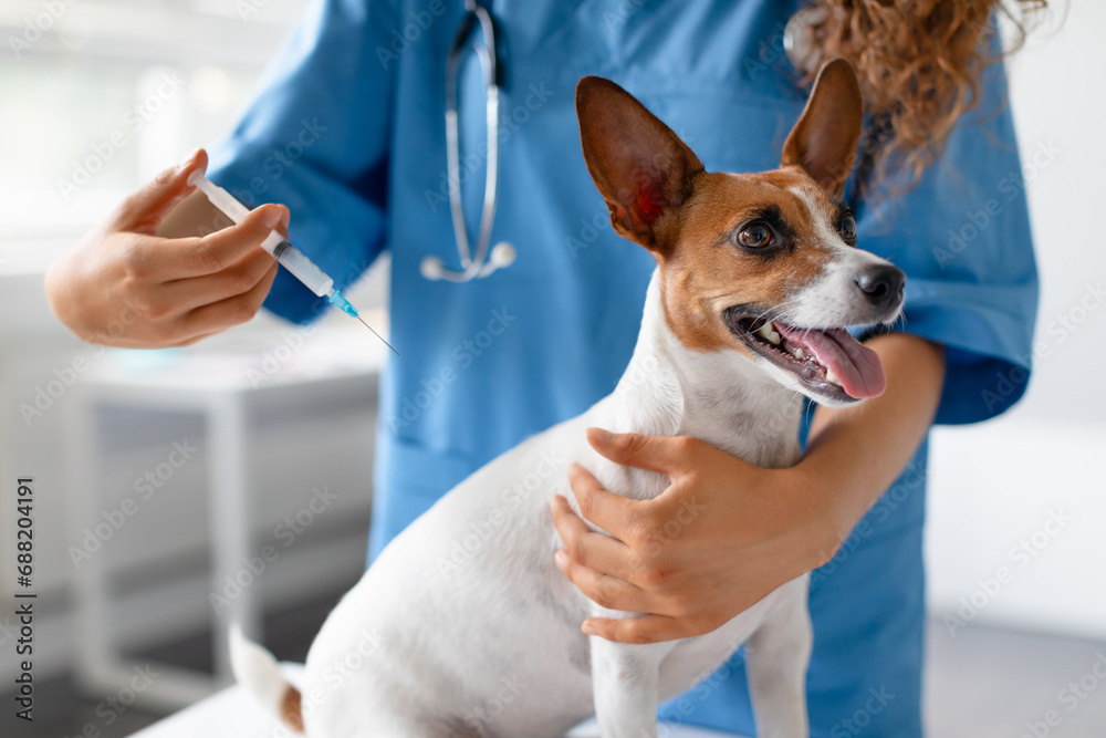 Vet preparing vaccine for small dog Vet preparing vaccine for small dog