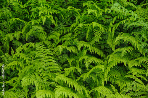 Ferns background