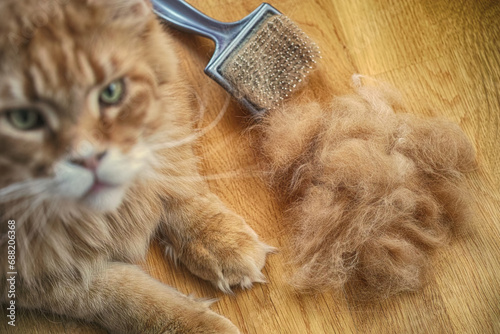 A red Maine Coon cat lying next to a comb and a pile of its fur and looking at the camera on a wooden floor. Close up. photo