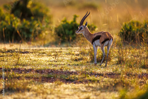 A photo of Thomson’s gazelle in open Savannah in early morning due reflecting sunlight photo