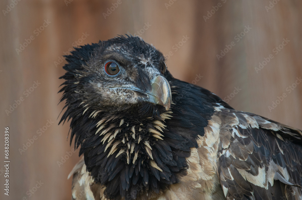 Fototapeta premium Bearded vulture Gypaetus barbatus hawk bird