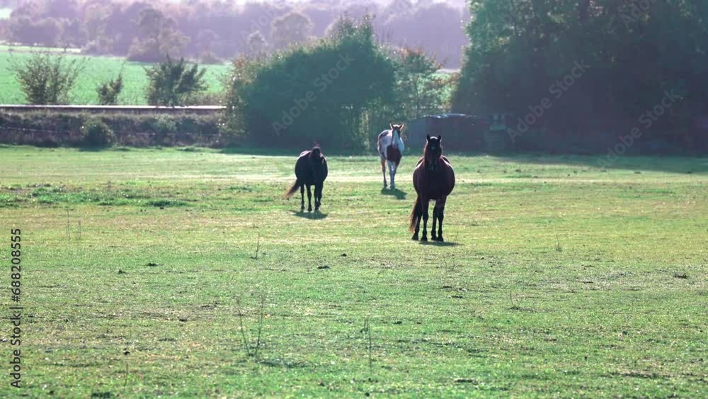 Thoroughbred horses walking in a field at sunrise. beautiful horses playing on the field, horses grazing on pasture at sundown in orange sunny beams. Dramatic foggy scene. horse gallops on the grass Thoroughbred horses walking in a field at sunrise. beautiful horses playing on the field, horses grazing on pasture at sundown in orange sunny beams. Dramatic foggy scene. horse gallops on the grass