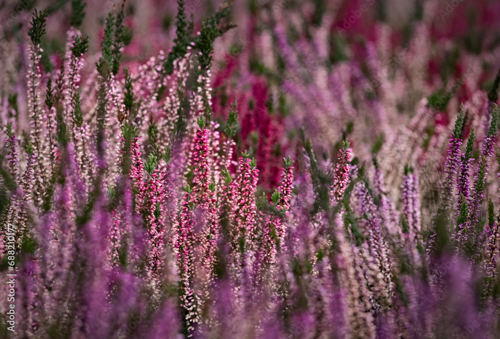 Obraz premium Close up of blooming heather in winter Calluna vulgaris common heather, ling or simply heather. Pink, white, magenta, lilac flowers. Beautiful evergreen shrub heather in the north of Europe