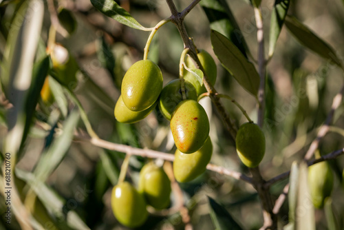 Olive picking for olive oil production. Olive tree branches with olive fruit. Olives ready to harvest. Olive picking on a sunny day in the south of France. Récolte des olives