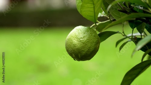 Wallpaper Mural Bitter orange tree with green ripening fruit in the garden. Hybrid plantation plant Torontodigital.ca