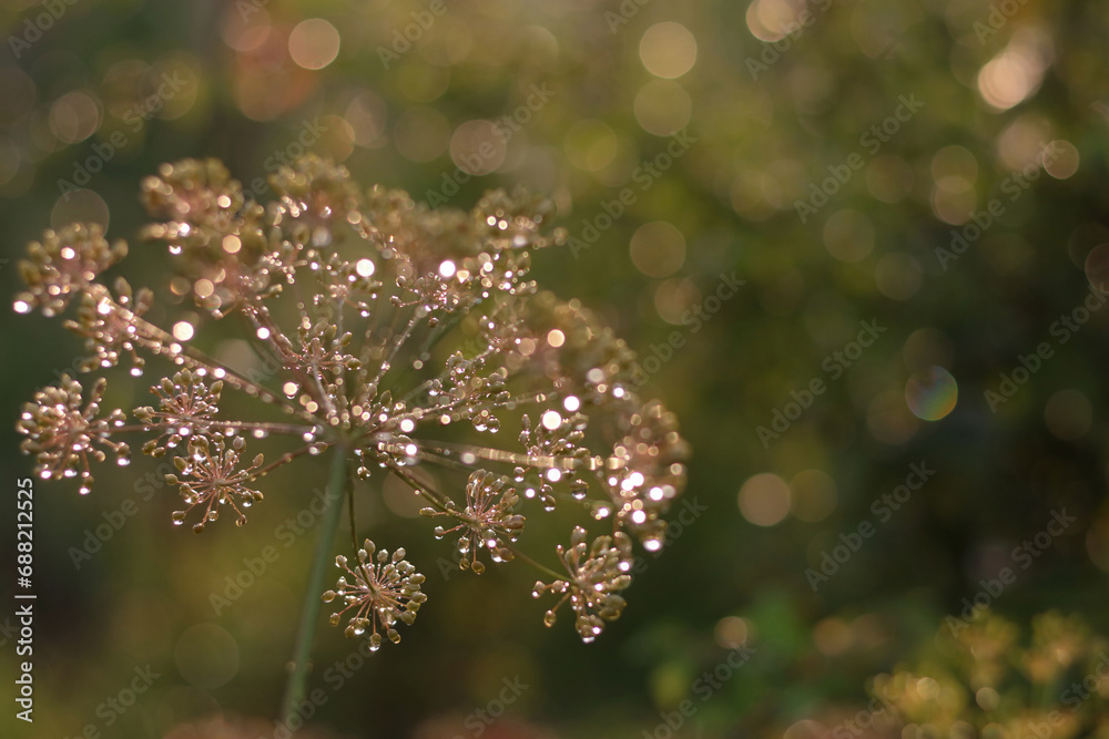Fototapeta premium Romantic beautiful shiny background. Dill in the morning sparkles in the sun. Beautiful background for computer or phone. Raindrops on an umbrella of Dill. Glitter. Golden bokeh. Golden shiny backgrop