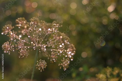 Romantic beautiful shiny background. Dill in the morning sparkles in the sun. Beautiful background for computer or phone. Raindrops on an umbrella of Dill. Glitter. Golden bokeh. Golden shiny backgrop