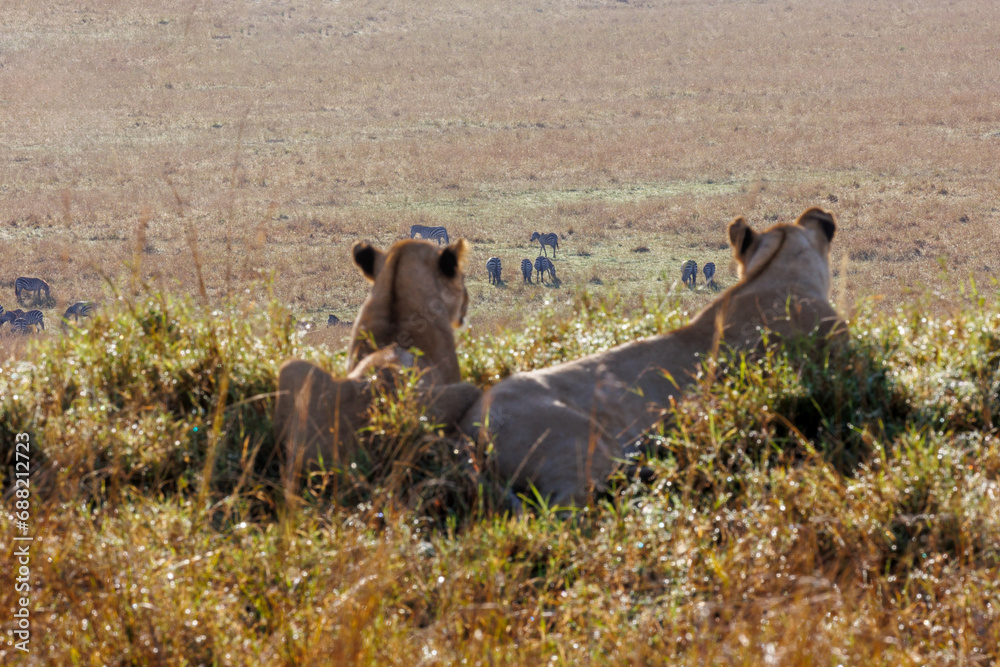 A creative selective focus and backside photo of a pair of lions sitting in a mud mound overlooking the open savannah A creative selective focus and backside photo of a pair of lions sitting in a mud mound overlooking the open savannah