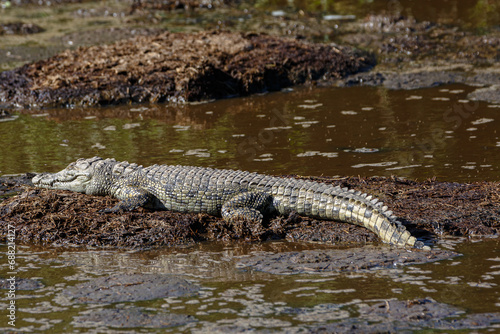 Nile Crocodile on Safari