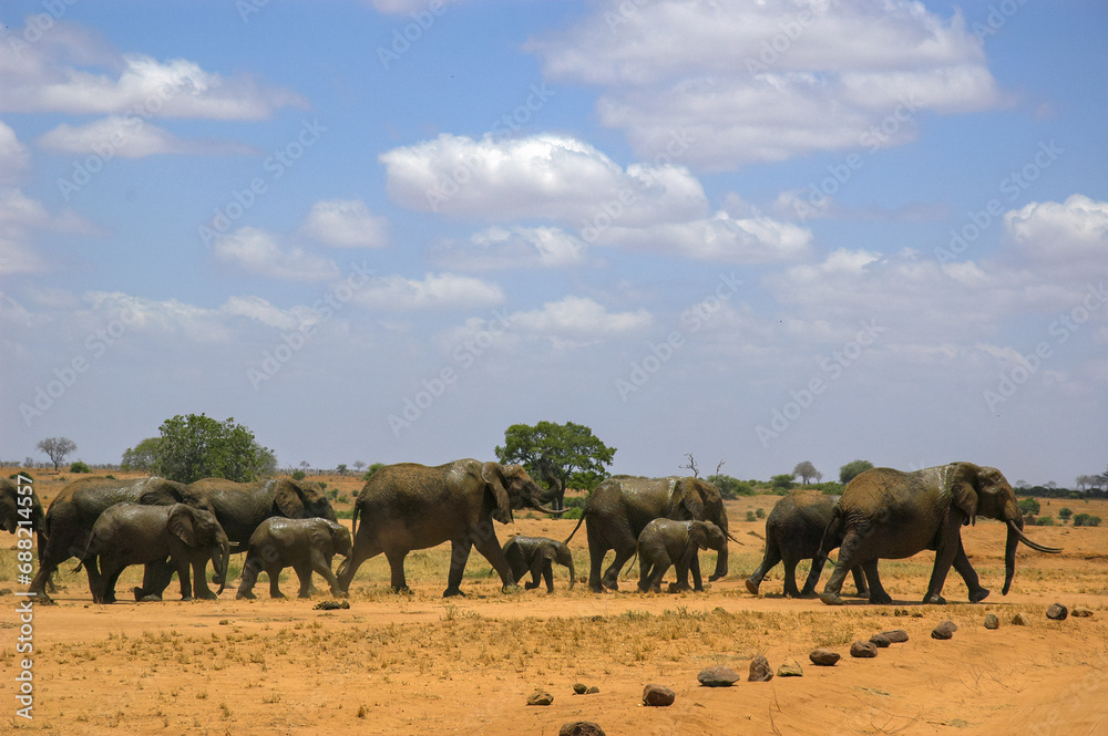 African elephants herd on the move