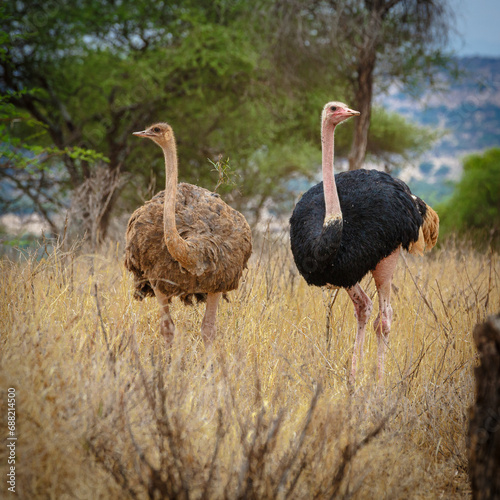 Ostrich on Safari