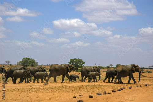 African elephants herd on the move