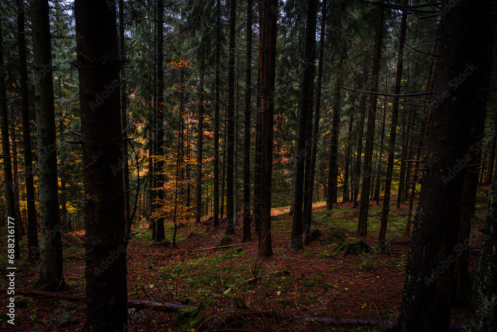 Path through a very dark mossy forest woods during autumn time. Hiking trail to Snieznik, Poland Path through a very dark mossy forest woods during autumn time. Hiking trail to Snieznik, Poland