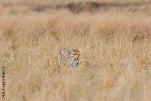 A photo of a leopard walking in tall savannah grassland in Masai Mara Kenya photo