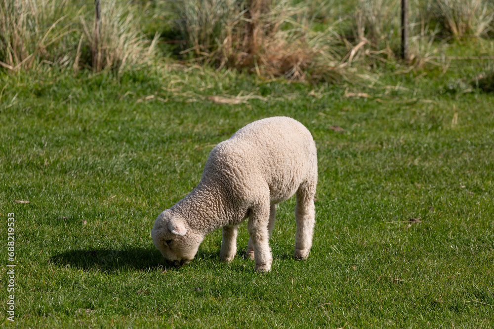 young lamb sheep in a green farmers field, NZ young lamb sheep in a green farmers field, NZ