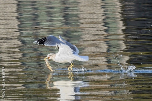 Seagull flying off with fish.