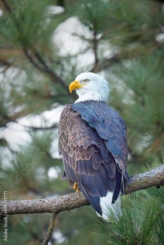 Majestic bald eagle on a branch.