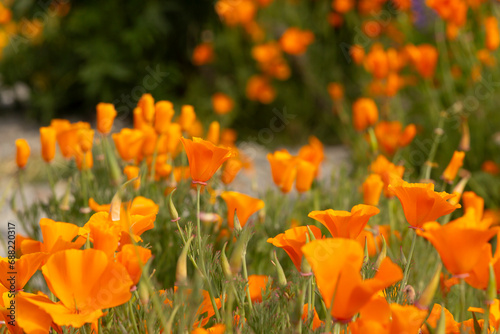 California poppy and Lupines  New Zealand 