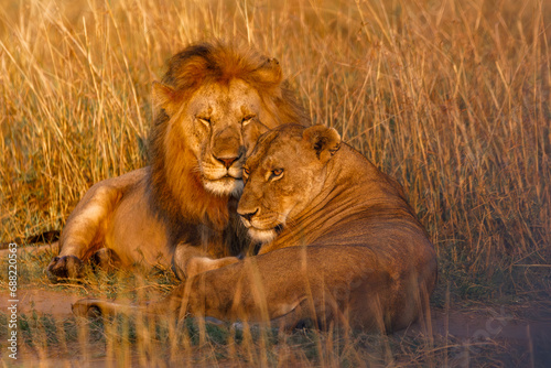 A pair of lion and lioness sitting in grassland in Masai Mara Kenya  in golden sunrise hour