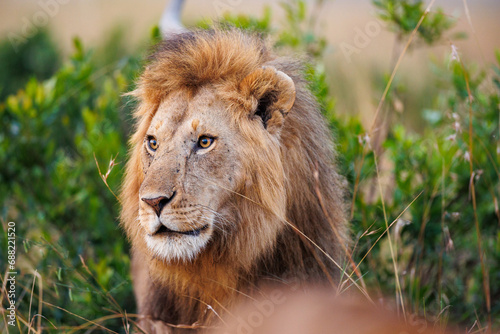 A closeup photo of a lion in  Masai Mara Kenya