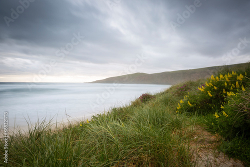 beach scene with yellow coastal  lupin © Amanda