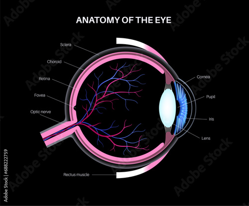 Eye anatomy poster