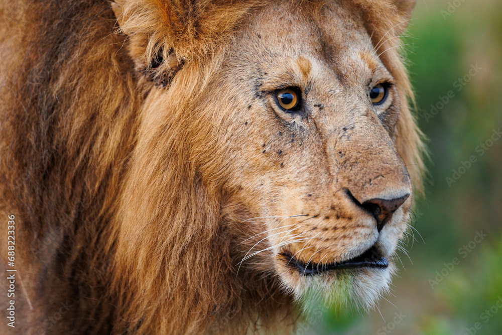 Lion in Masai Mara shot in September 2023