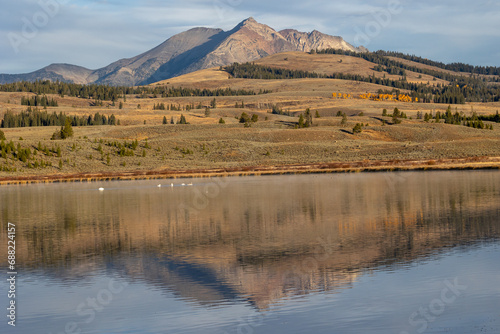 Swans swimming in a lake in Yellowstone with beautiful mountain reflection photo