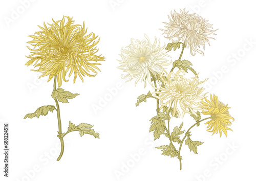 Chrysanthemum decorative flowers and leaves in art nouveau style, vintage, old, retro style. Clip art, set of elements for design. Vector illustration