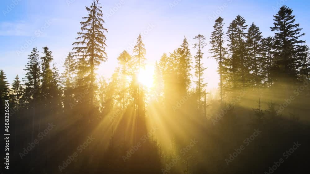 Foggy pine woods at sunset with spruce trees and sun rays shining through branches in autumn mountains