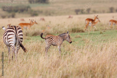 A zebra foal with mother shot in open grassland in Masai Mara Kenya
