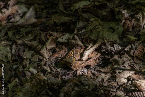 Wallpaper Mural Butterfly on the ground Torontodigital.ca