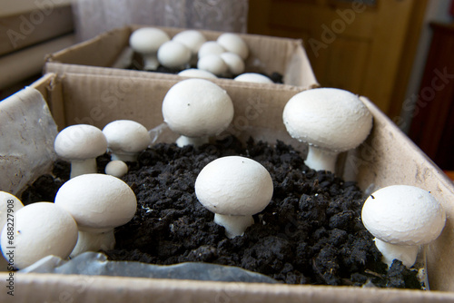 Fresh mashrooms in the ground. Growing mushrooms champignon at home, from mycelium in a cardboard box.