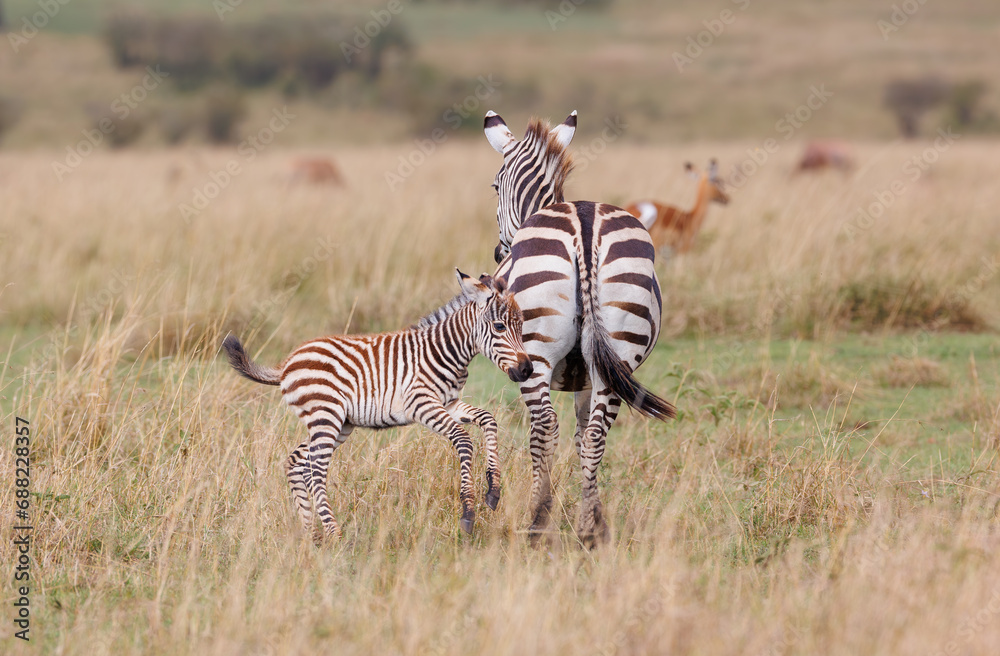 Obraz premium A zebra foal with mother shot in open grassland in Masai Mara Kenya