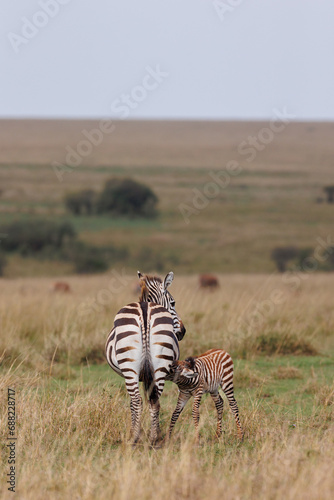 A zebra foal with mother shot in open grassland in Masai Mara Kenya © mktuteja