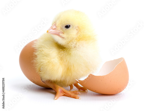 Yellow chicken hatching from egg