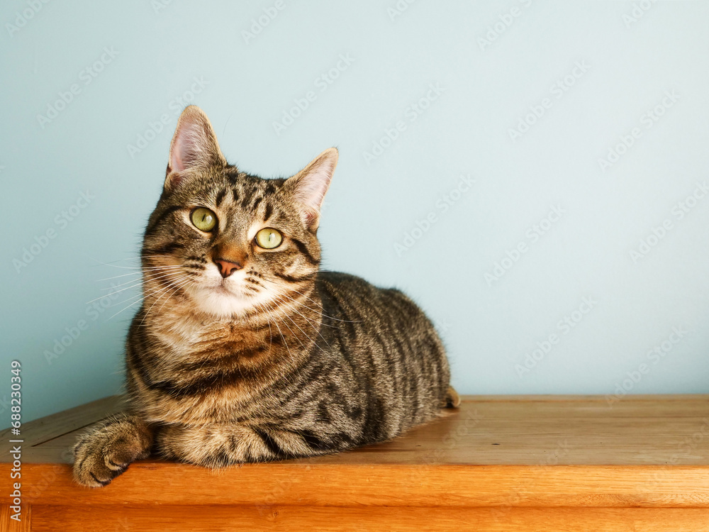Relaxed tabby cat laying on a wooden cupboard, light blue color wall background. Cute animal living home.
