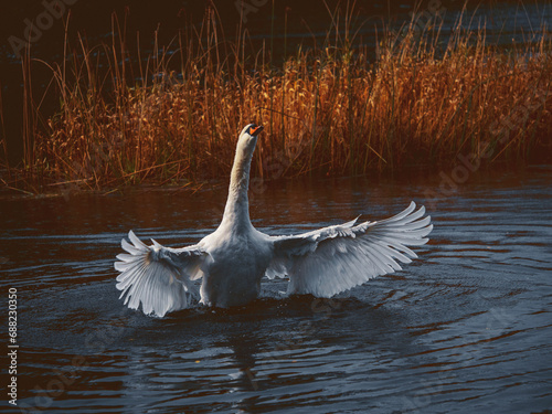 Fototapeta Naklejka Na Ścianę i Meble -  Stunning wild swan with white feather shaking it wings. The bird is in dark water of a lake or river, brown color grass in the background. Amazing nature scene. Selective focus.
