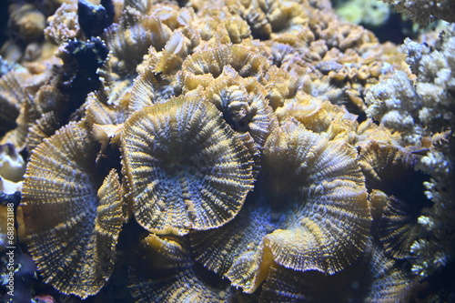 Corails dans un aquarium