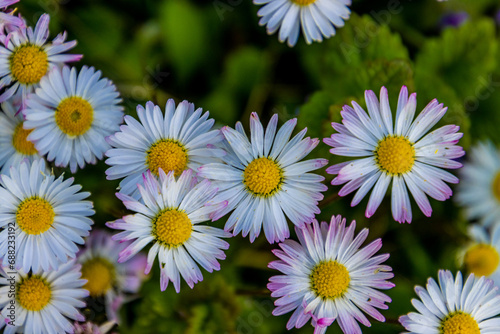 Wallpaper Mural daisies in the garden Torontodigital.ca