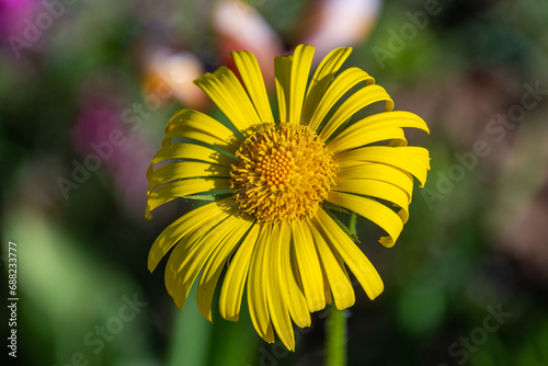Wallpaper Mural close up of yellow flower Torontodigital.ca